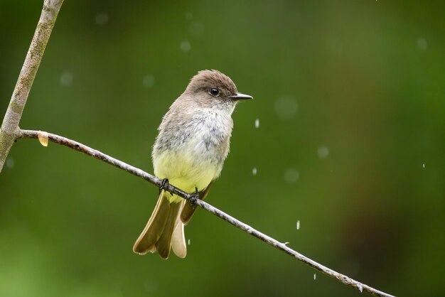 Photo titmouse in the rain