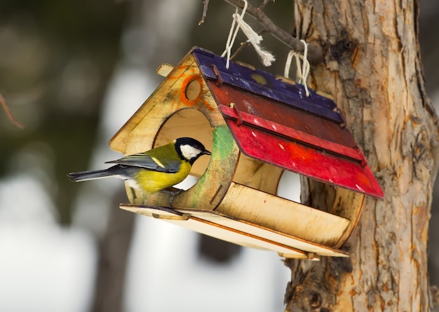 Foto cincia si siede all'alimentatore. una casa con cibo per uccelli su un albero nel parco invernale di novosibirsk