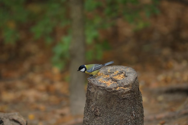 Titmouse on a stump eats seeds in the forest beautiful bird bird close up