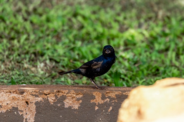 Photo the tiziu (volatinia jacarina) is a neotropical bird of the thraupidae family that occurs from southern mexico to argentina / brazil.