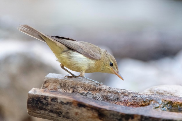 Tjiftjaf Phylloscopus collybita Malaga Spanje