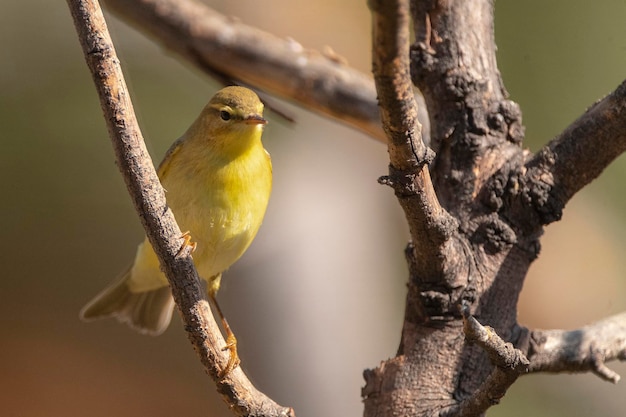 Tjiftjaf Phylloscopus collybita Malaga Spanje