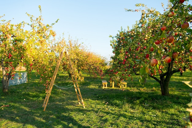 写真 庭を植えることは明日を信じることです。アップルガーデン。リンゴの木は果樹園で育ちます。晴れた日の庭の木。園芸。オーチャード。夏または秋のシーズン。収穫期。