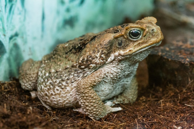 Toad Aga closeup macro