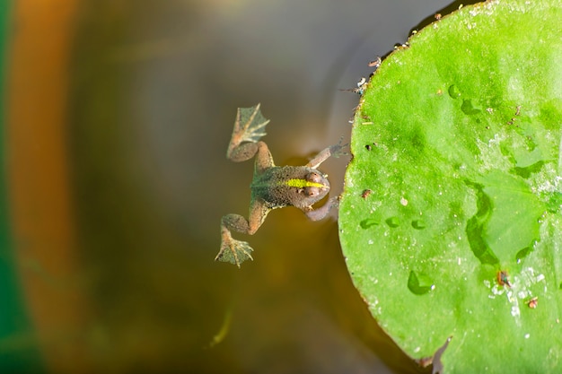 Toad floating on the surface of the water by the edge of lotus leaves dirty.