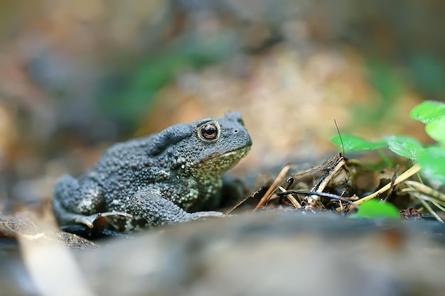 toad in the forest macro / amphibian, reptile in the forest, wildlife animal frog in the forest