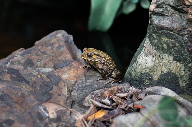 写真 ヒキガエルは岩の上にある。