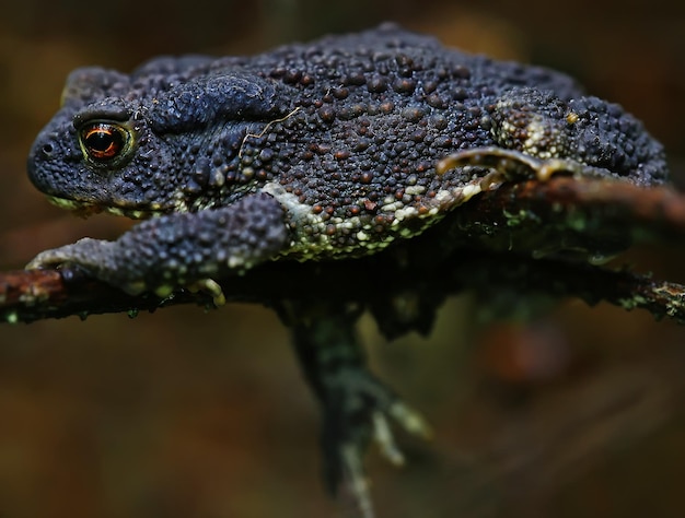 ヒキガエルマクロ、野生の爬虫類、美しい写真カエル