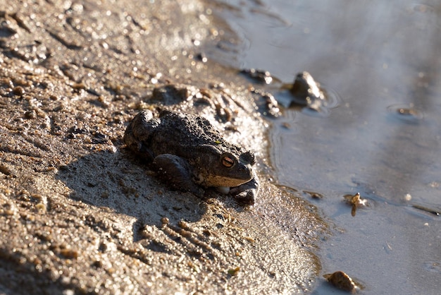 写真 ヒキガエルは砂の上に座っています