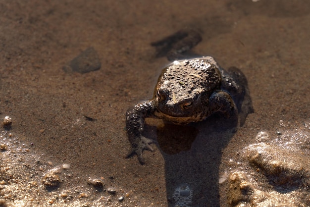 写真 ヒキガエルは砂の上に座っています