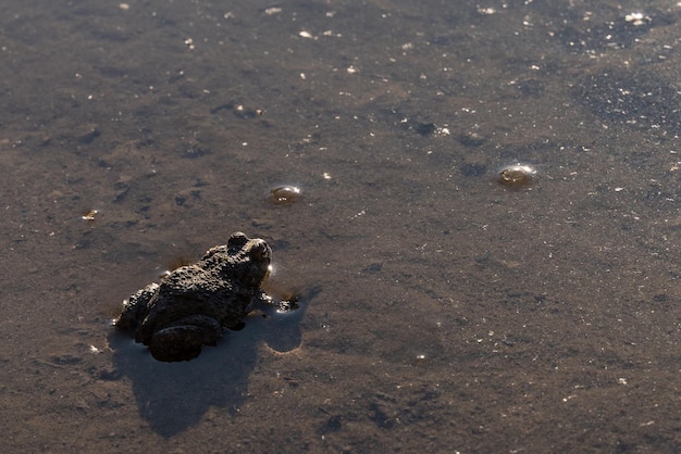 Toad sits on the sand