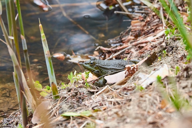 A toad sitting on the shore of a pond