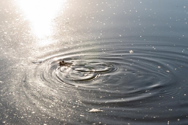 写真 ヒキガエルが池で泳ぐ