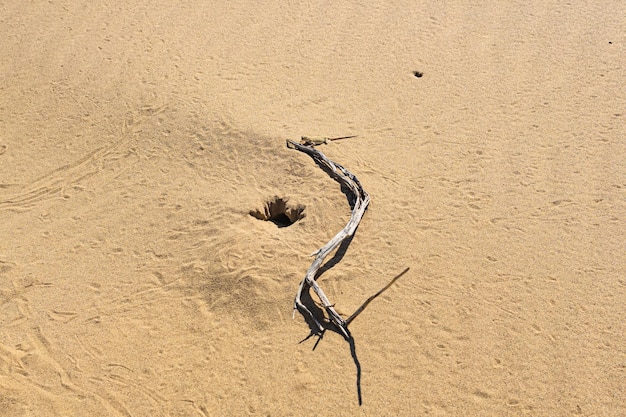 Toadhead agama hagedis dichtbij zijn hol in het zand van de woestijn