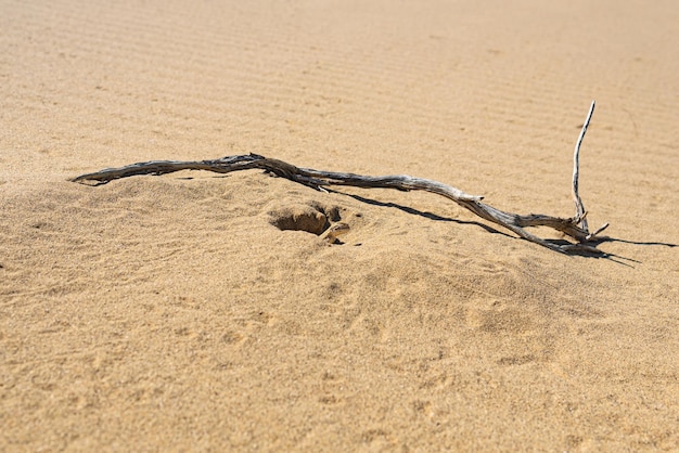 Toadhead agama lizard in its burrow in the sand of the desert