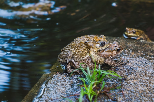 Toads in a pond in mating season