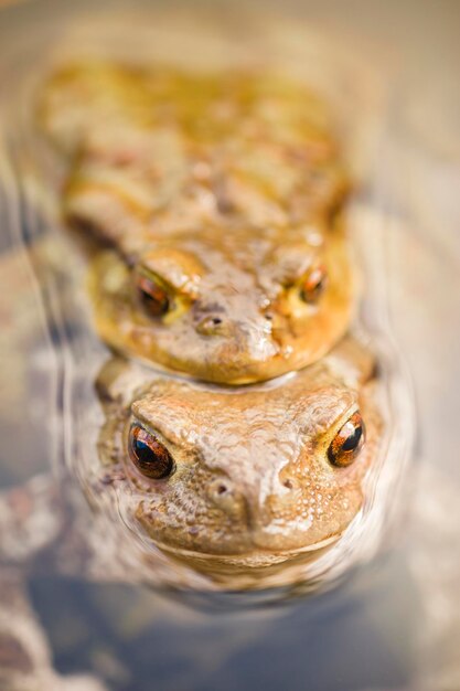 水の中のヒキガエル Bufo bufo