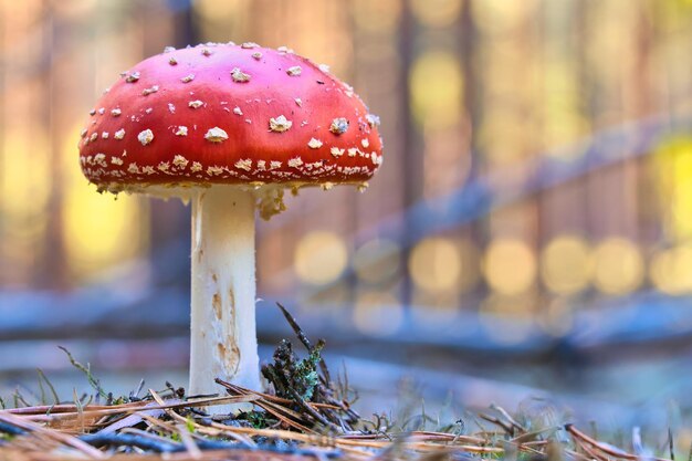 Toadstool at the bottom of a coniferous forest in the woods Poisonous mushroom