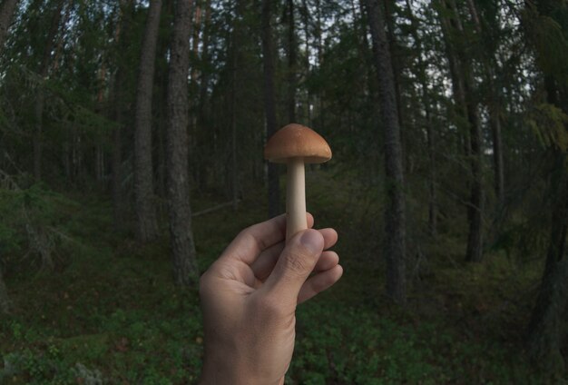 Photo toadstool in hand. point of view