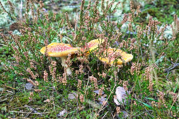 Toadstool in a heather field in the forest Poisonous mushroom Red cap white spots