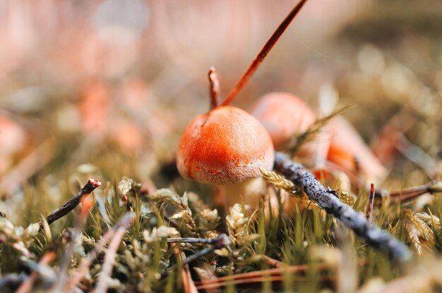森のヘザー畑の毒キノコ 毒キノコ 赤い帽子の白い斑点