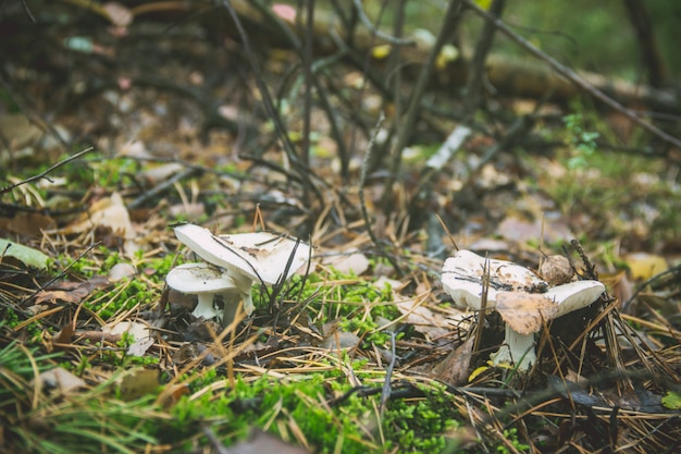 Toadstool mushrooms growing in the forest. Selective focus.