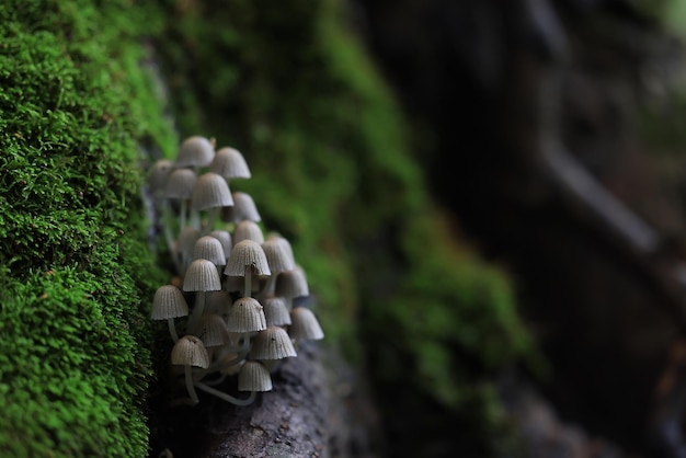 Funghi velenosi tossici psichedelico pericoloso ecosistema