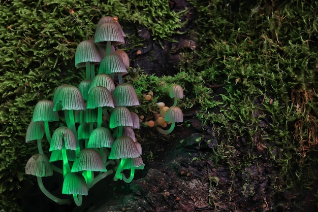 toadstool mushrooms toxic psychedelic dangerous ecosystem