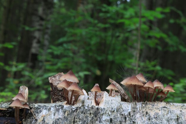 Foto funghi velenosi tossici psichedelico pericoloso ecosistema