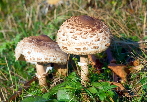 Toadstool on summer green grass background (macro)