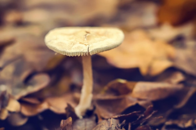 Photo toadstool