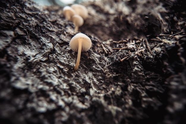 暗い自然の背景に緑の苔に毒キノコ