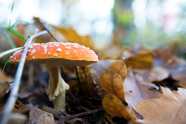 Toadstools and withered leaves in Autumn Forest