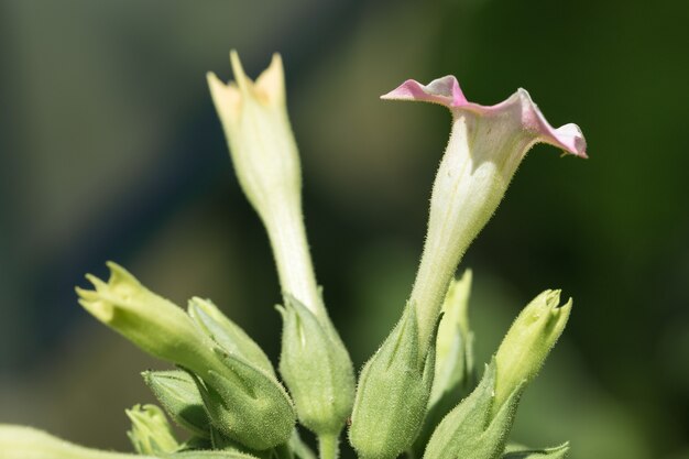 Tobacco big leaf crops growing in tobacco plantation field Many delicate pink flowers of nicotina