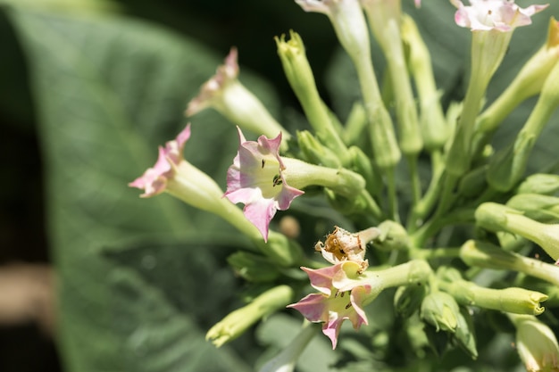 Grandi colture di foglie di tabacco che crescono nel campo delle piantagioni di tabacco molti delicati fiori rosa di nicotina