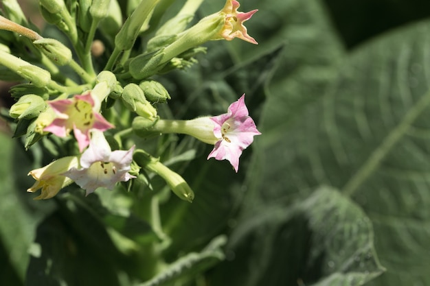 Tobacco big leaf crops growing in tobacco plantation field Many delicate pink flowers of nicotina