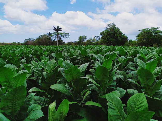 Foto cultivazione del tabacco