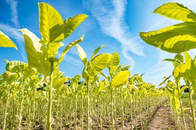 Tobacco field plantation under blue sky with big green leaves