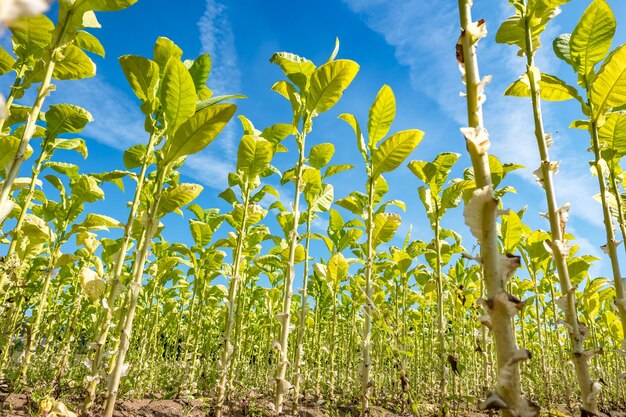 Tobacco field plantation under blue sky with big green leaves