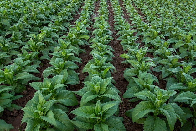 Табак поле, табак большой лист посевов выращивания в поле табака плантации.
