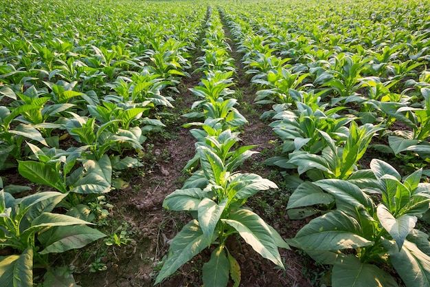 Tobacco in the field.