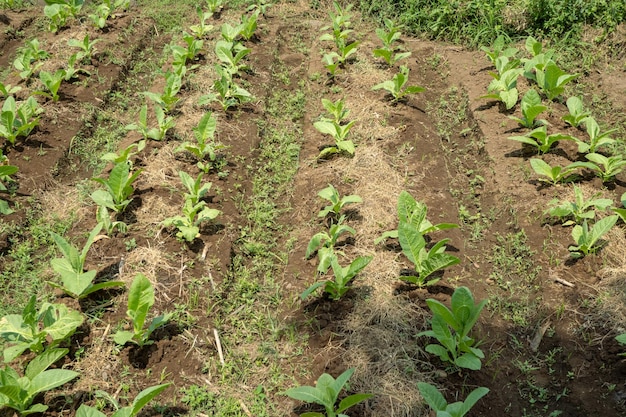 Tobacco garden field when growing season terracing method on high ground