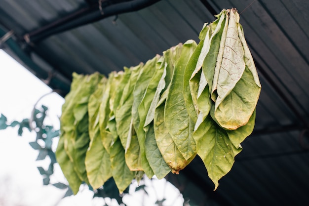 Tobacco leaves drying on rope