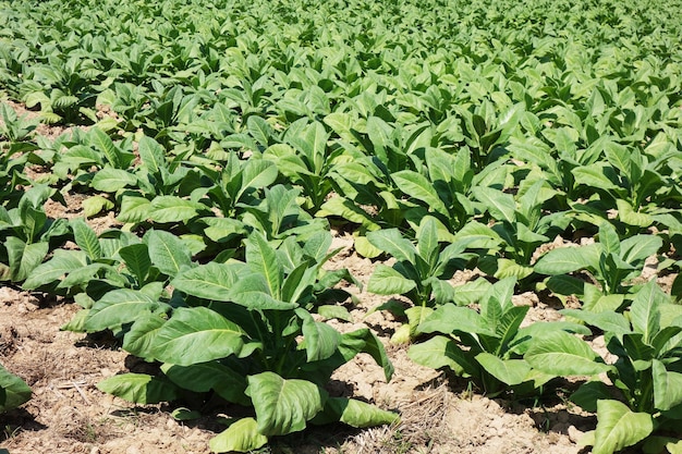 Il tabacco lascia la pianta del tabacco dell'azienda agricola del tabacco