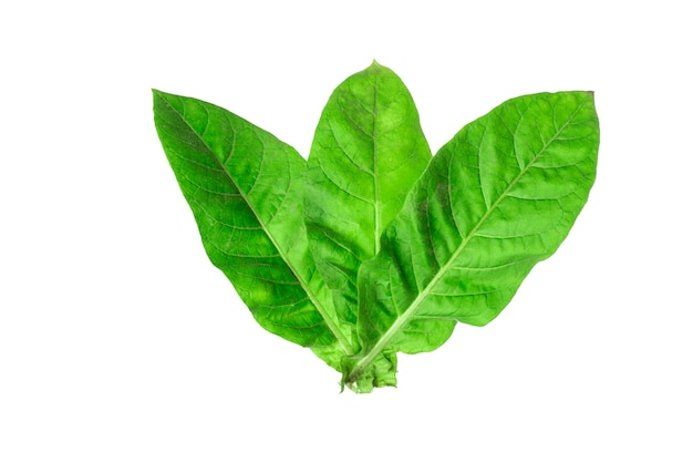 tobacco leaves on white background