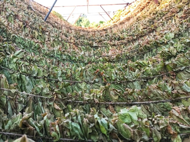 Photo tobacco leavs drying