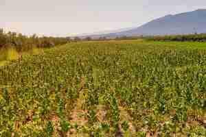 Photo tobacco nicotiana tabacum growing in the foothills