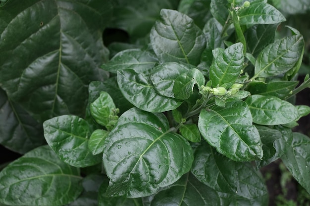 tobacco plant