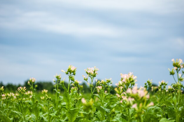 Tobacco plantation in the field is growin