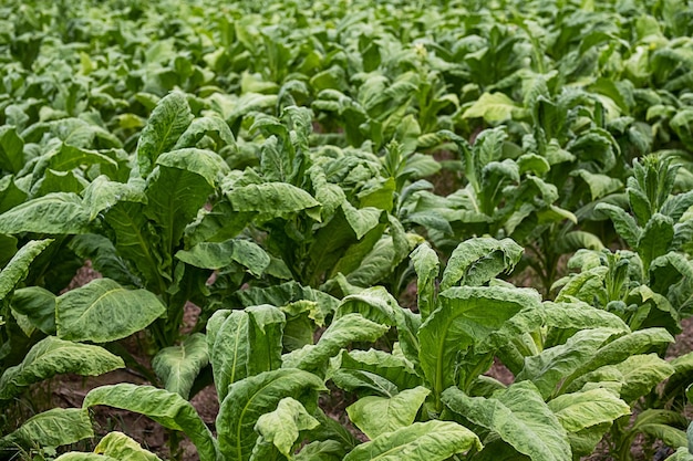 Tobacco plantation Field of tobacco